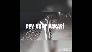 Dev Kurt Vakasi̇ Olay Buyuk