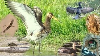 Natuurfilm "Rondje Nieuwe Meer"