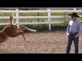 Discussing Warwick Schiller Working With A Cute Little Colt - Great Horse & Colt Behavior