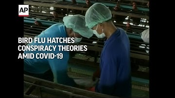 Bird flu hatches conspiracy theories amid COVID-19