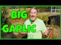 Common Garlic Planting Mistakes (To Avoid)