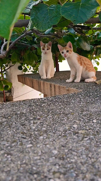 James, Jessie and Tom as little kittens❤️ #shorts #cat #kitty #gato #meow #kucing #katze #catvideos