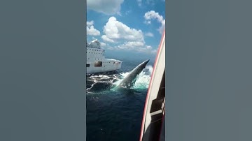 shark fish attack, ship caneda,#short #ytshort #viral #video