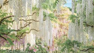 garden playlist 🍀 airy, soft, morning boost, a lil bossanova screenshot 4