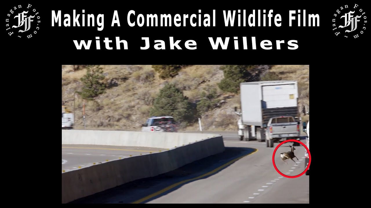 Making Commercial Wildlife Films