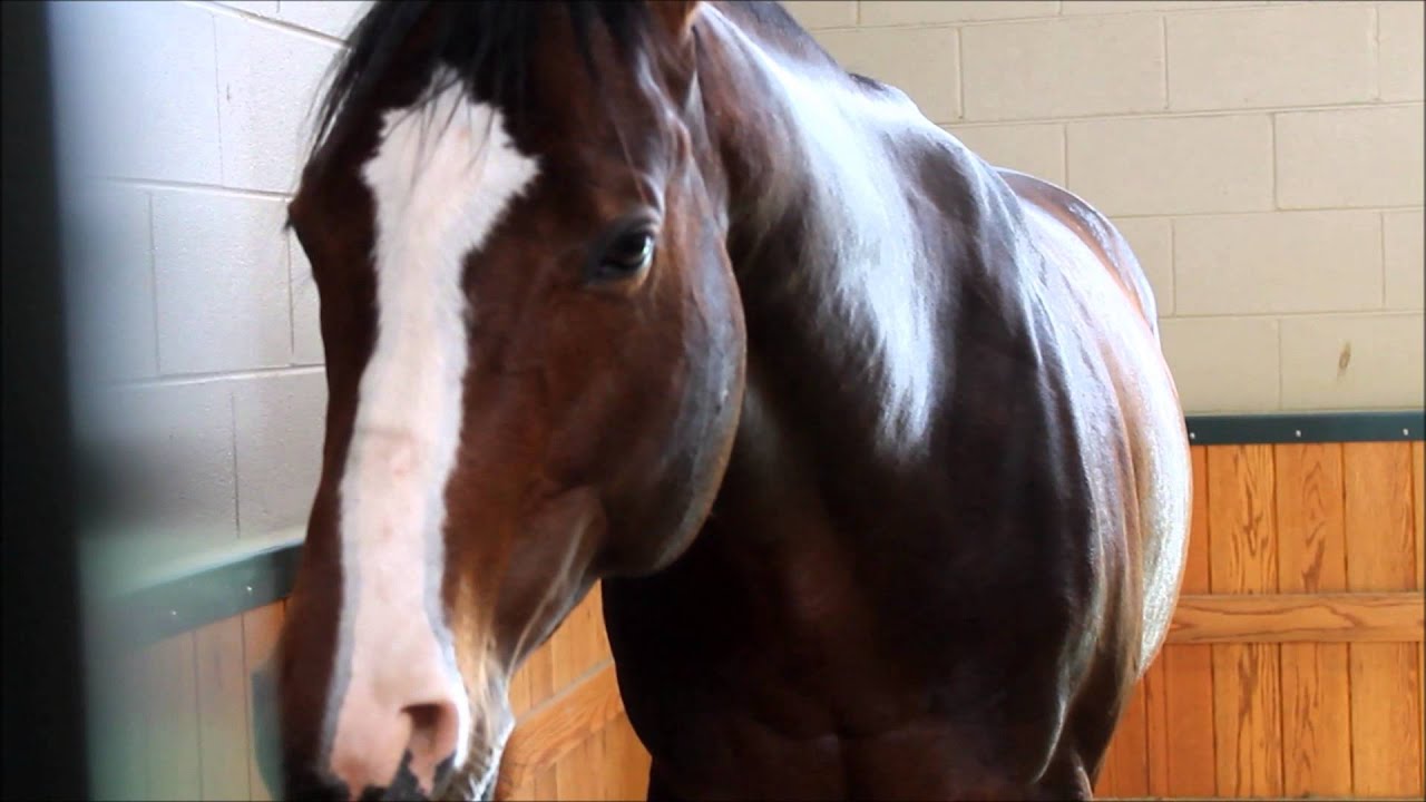 BODEMEISTER Feb. 2014
