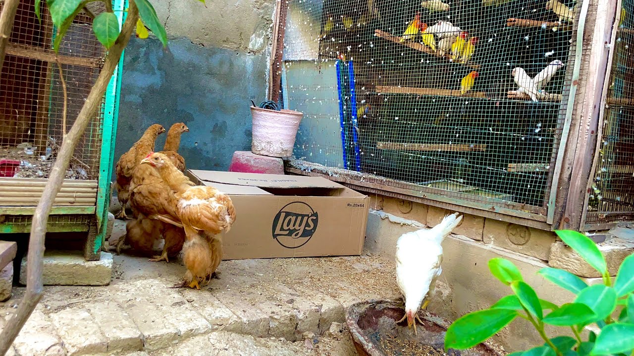 Mini zoo to ya ha har birds hn yah😍😍😍 shah g ka setup YouTube