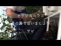 オリジナル・ラブの「月の裏で会いましょう」をベランダで弾いてみた