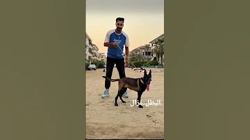 عاصم هنيدي مالينو اكسبلور مهرجانات بولا شعبولا كلاب كومدي مهرجان بولا وشعبولا القيصر 