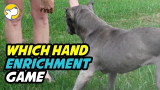 Dog Enrichment Game - Which Hand is the Treat In?