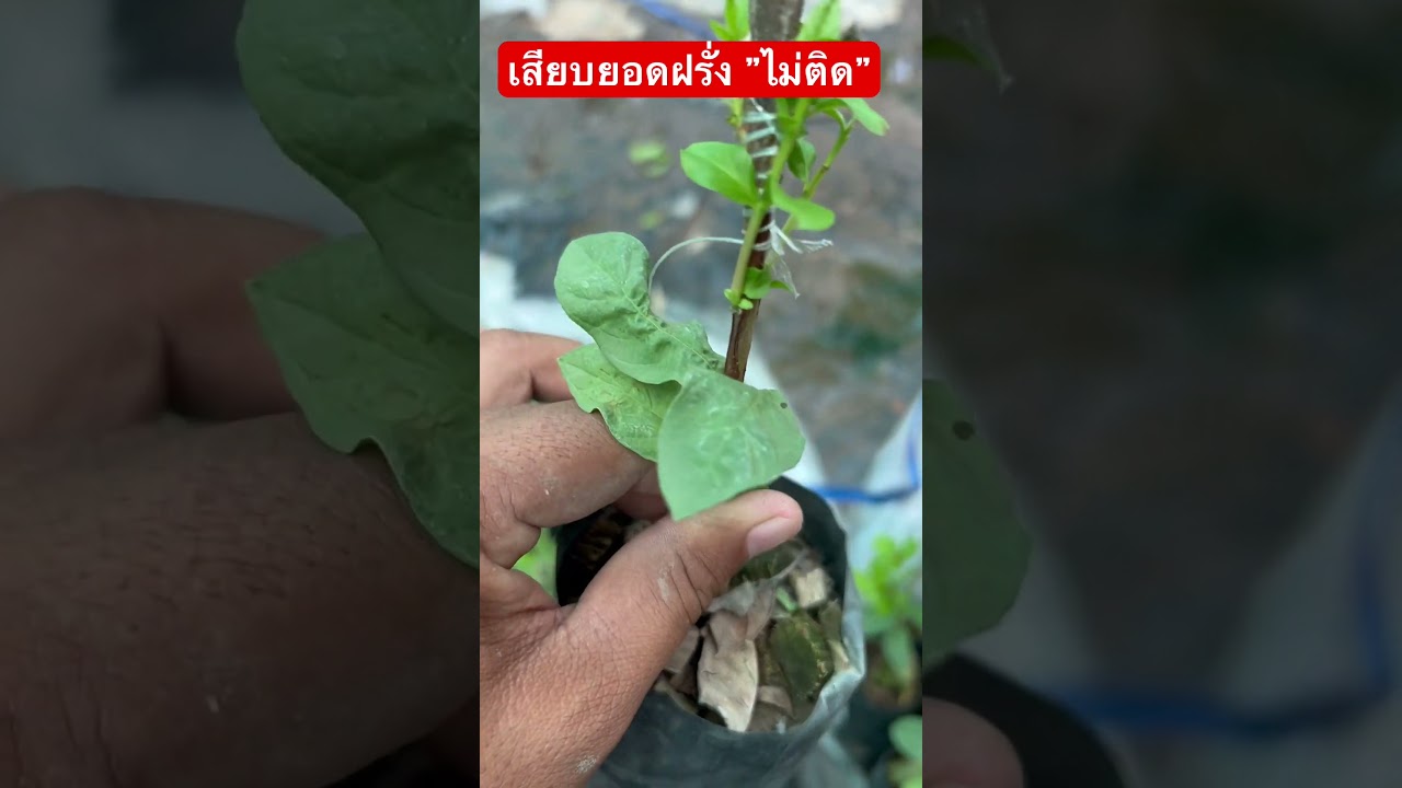 เสียบยอดฝรั่งไม่ติด ใบร่วง