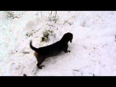 Video: Varför Hundskötsel är Så Viktigt På Vintern