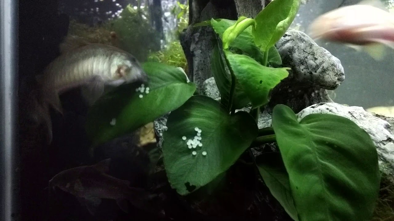 Corydora Catfish Laying Eggs and Eating Them - MaxresDefault