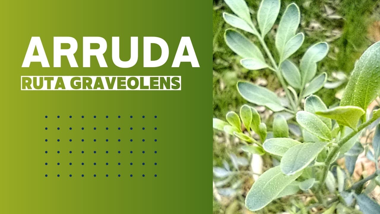 Arruda – (Ruta graveolens) #arruda #rutagraveolens #abortiva, # ...