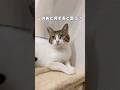 【保護猫】主の顔を見たらよだれが出てしまう猫