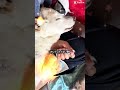 未だに賢殿を想うだけでも涙が止まらなくなります#shorts #柴犬 #白柴 #蓮殿 #愛犬 #賢殿 #賢#認知症 #老犬 #介護