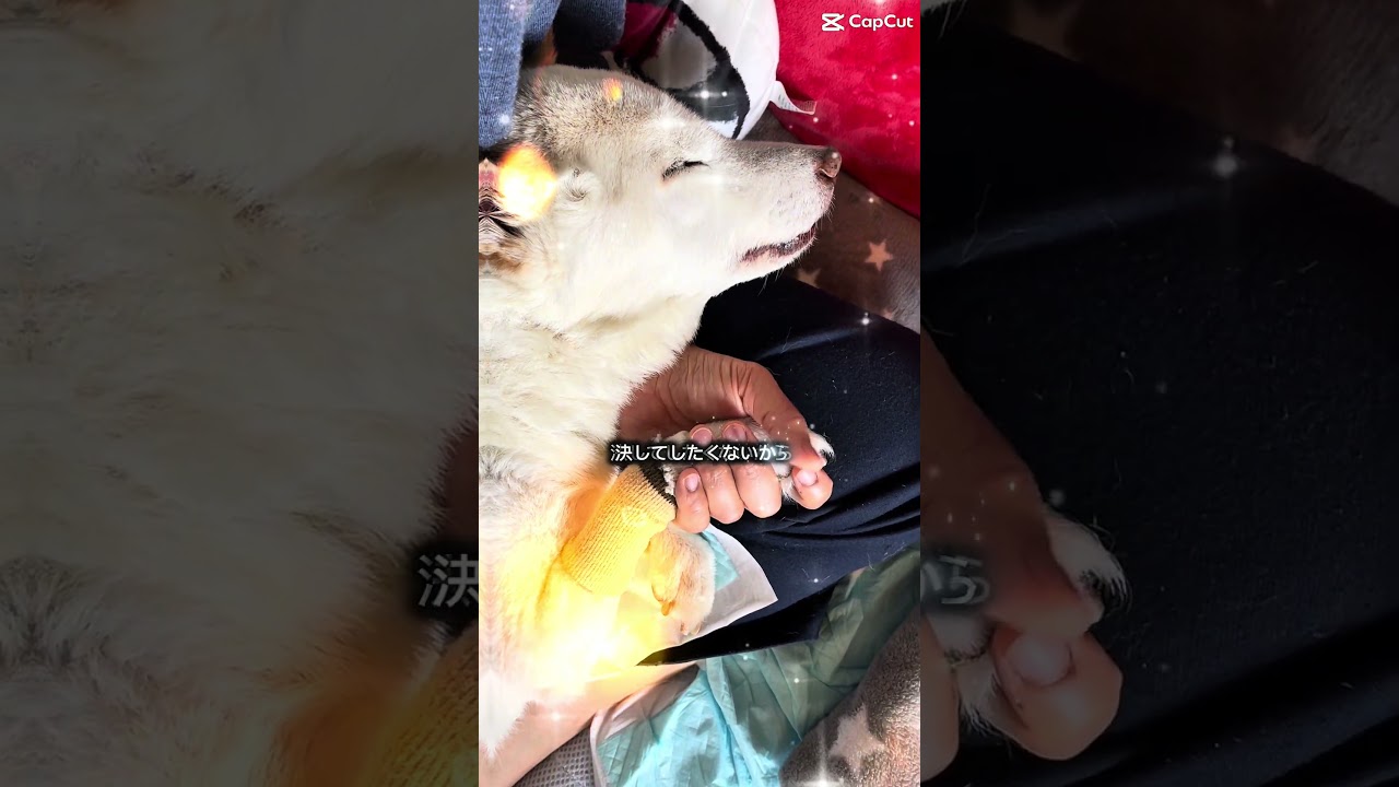未だに賢殿を想うだけでも涙が止まらなくなります#shorts #柴犬 #白柴 #蓮殿 #愛犬 #賢殿 #賢#認知症 #老犬 #介護