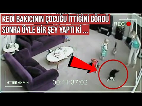 Kedi Bakıcının Çocuğu İttiğini Gördü, Sonra Öyle Bir Şey Yaptı ki