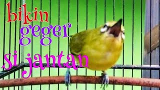 panggilan call pleci betina birahi memanggil pleci jantan_@DobleahPLECIMANIAINDONESIA