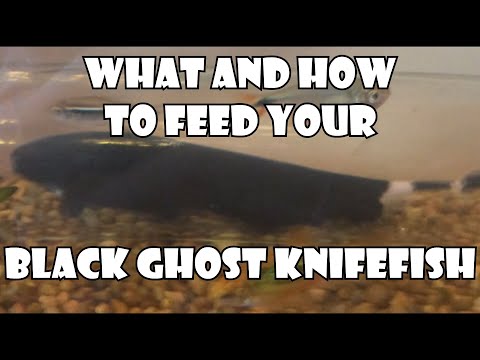 Videó: Mivel etessem a fekete szellemkés halamat?