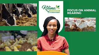 Focus On Animal Rearing | Kilimo na Biashara