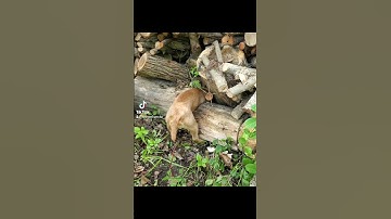 working lakeland terrier pulls out possum