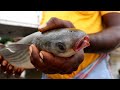 Biggest Mullet Fish catching ever