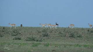 Black Buck Conservation Park Karopani Dindori Madhya Pradesh #wildanimals #deer #blackbuck #wildlife