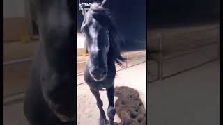 حصان الفريزيان friesian horse