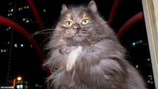 Fluffy Cat is So Playful this Night by Cats Around Us 494 views 1 year ago 2 minutes, 1 second