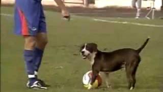 Cachorro invade jogo da Segunda Divisão do Campeonato Paulista
