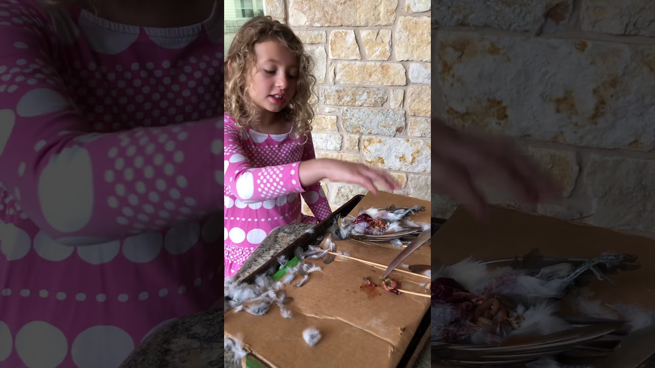 Bird Dissection: Digestive System