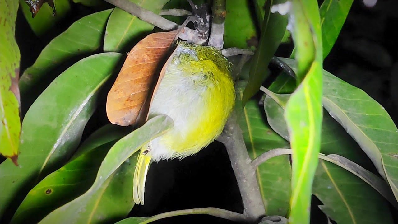 Paling Gampang Cari Burung Ini | Jelajah Malam Memantau Burung Tidur