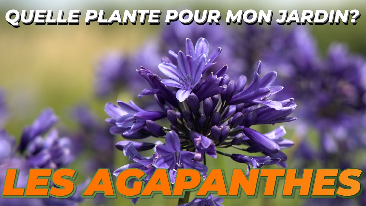 LES AGAPANTHES ou FLEUR DE L'AMOUR Quelle Plante Pour Mon Jardin — free download