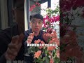 Does bougainvillea bloom like a rag Remember this one signal and with a resolute cut t