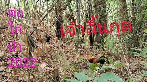ต่อไก่ป่า |แต้มแรกของเจ้าลิ้นกุด