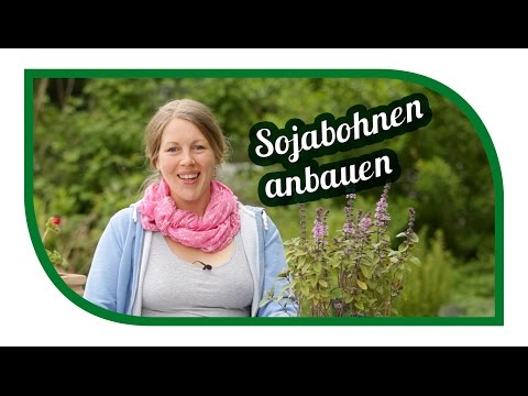 Video: Katzenminze anbauen – wikiHow