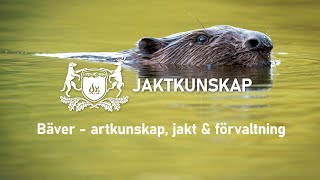 Bäver - artkunskap, förvaltning & jakt