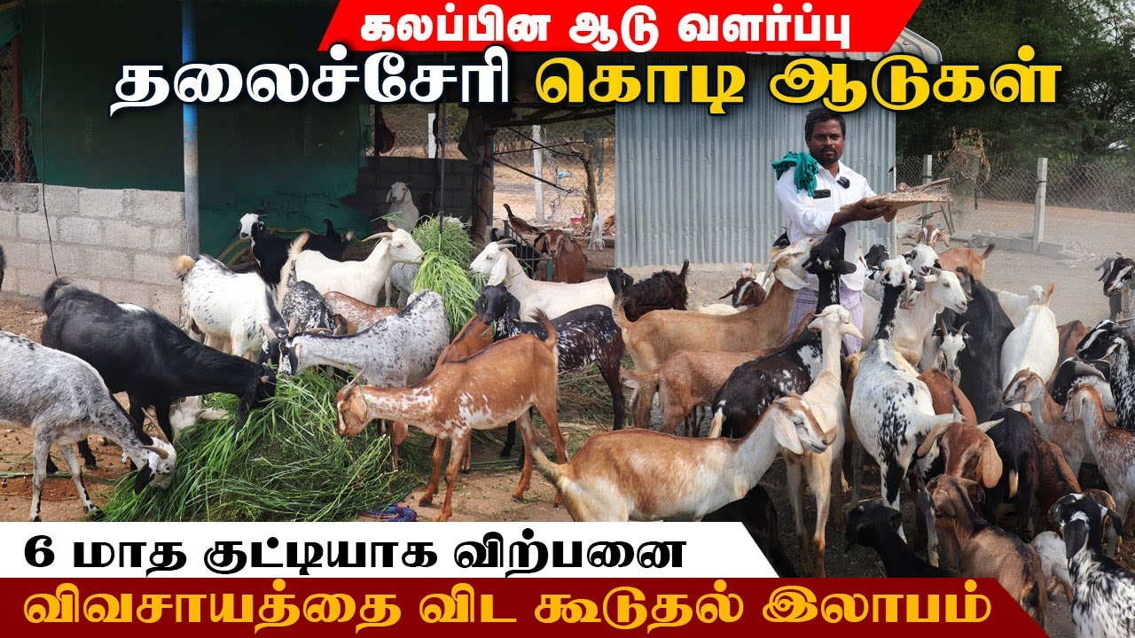 விவசாயத்தை விட அதிக இலாபம் தரும் கலப்பின ஆடு வளர்ப்பு | தலைச்சேரி கொடி ஆடுகள் 