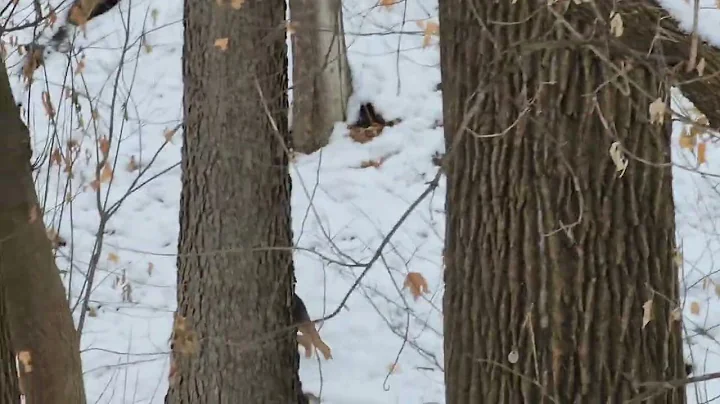 Mo dog park MN.