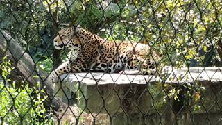 Download Lagu Jaguar Rica maakt geluid / making sound in Artis MP3