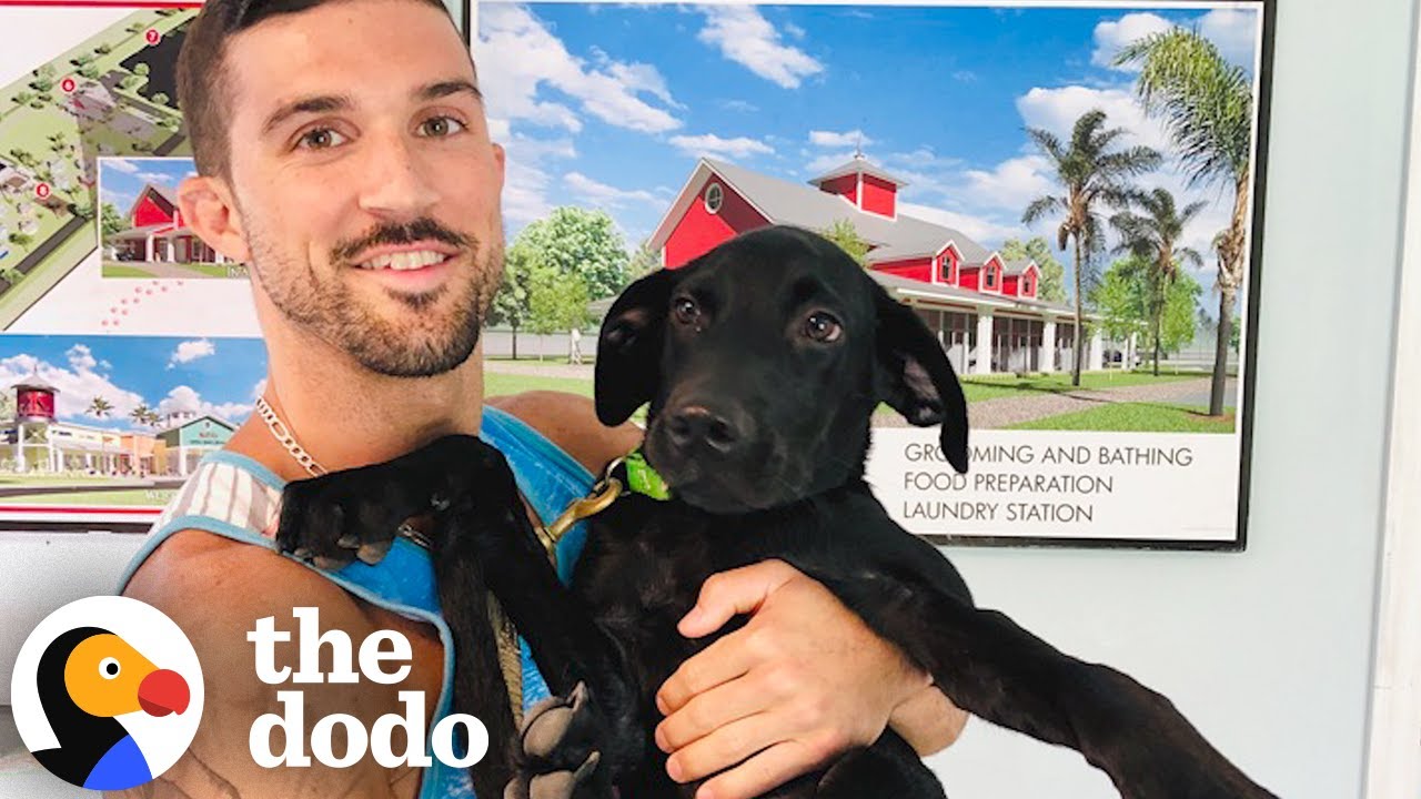Guy Adopts A 3-Legged Dog After His Divorce | The Dodo - YouTube