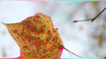 Today. (Indie-Electronic Muziekvideo - Autumn in Wilhelminapark, Utrecht.)