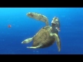 Finding Nemo Turtle Scene
