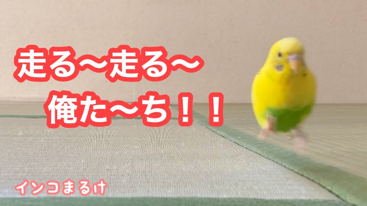 インコの歩く姿はなぜこんなに可愛いのか インコまるけ Note