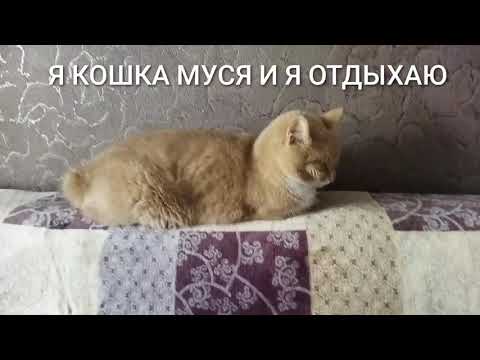 Монтаж на смартфоне. Спящая Муся