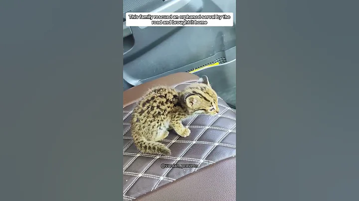 Video 8535411: serval rescued, family rescued, rescue home