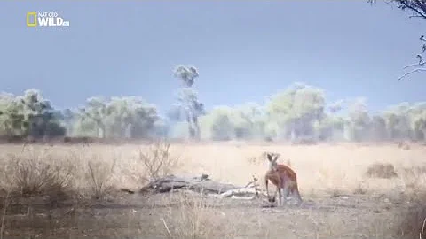 National Geographic Documentary - Kangaroo - Wildl...