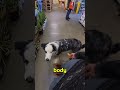 5 Signs Your Dog Is Not Comfortable