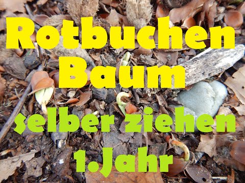 Rotbuchen-Baum ziehen mit Keimlingen aus dem Wald-1tes Jahr